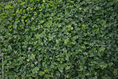 Wallpaper Mural Patch of Clovers and other plants Torontodigital.ca