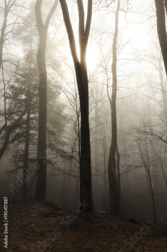 Sun rays through the foggy forrest