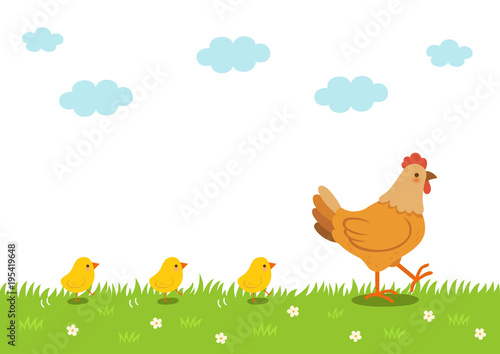 Hen and chicks walking on grass