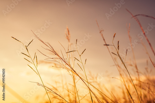 Grass flower on sunset landscape