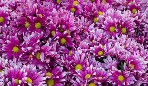 close-up purple chrysanthemum in the garden. A bouquet of chrysanthemums. Chrysanthemum Flower. and Morning light Is a beautiful flower