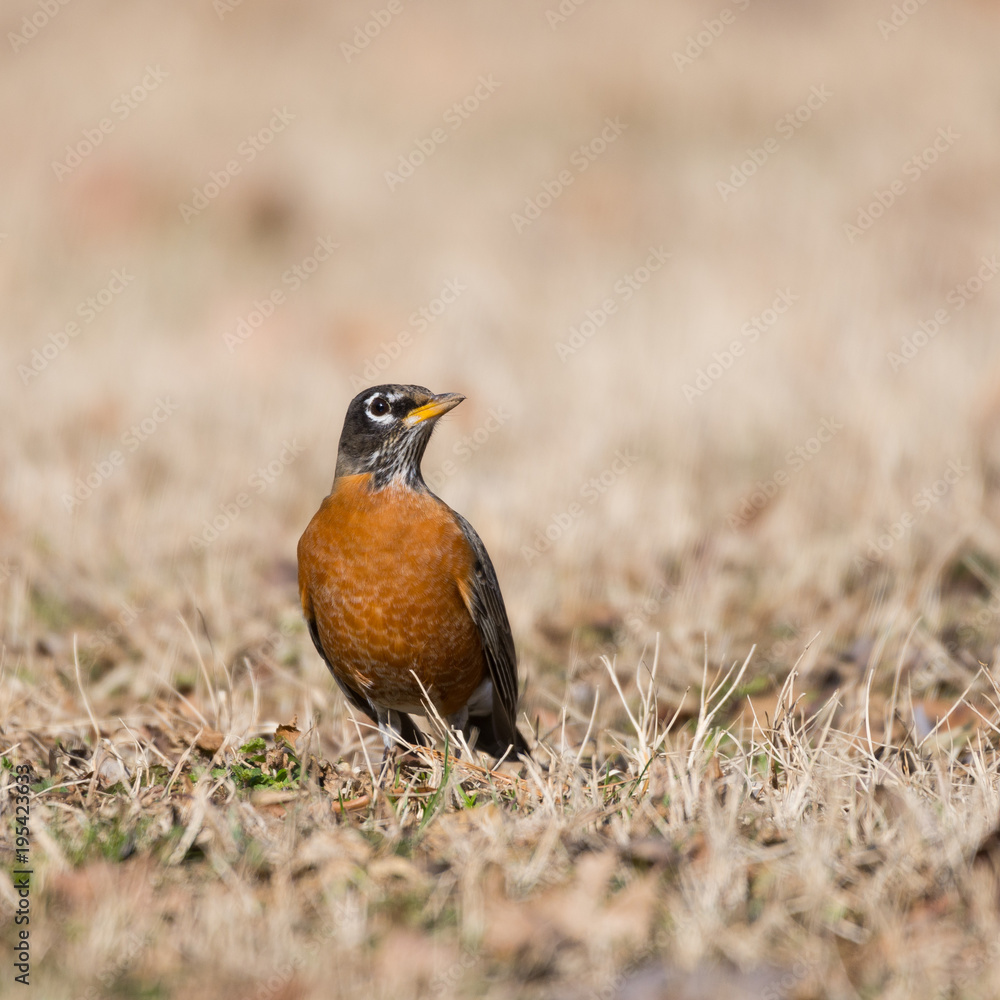 American Robin #2 - An American Robin keeping a lookout in Lady Bird Johnson Park in Washington, DC American Robin #2 - An American Robin keeping a lookout in Lady Bird Johnson Park in Washington, DC