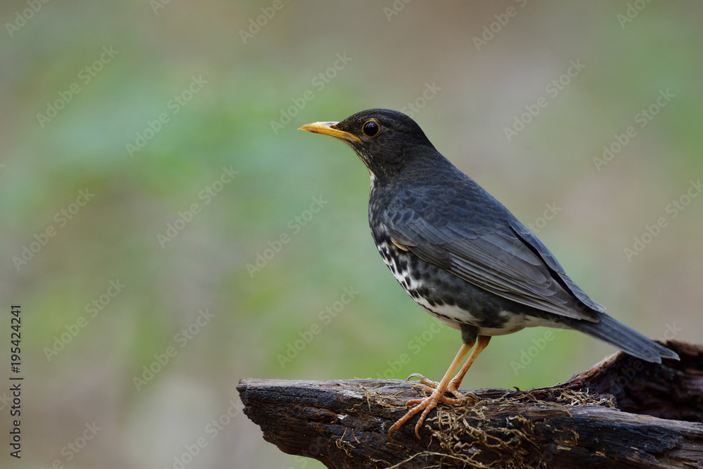 Fascinated black bird with white belly and yellow beaks perching on dirty log in nature showing its side feathers profile, Japanese thrush (Turdus cardis) Fascinated black bird with white belly and yellow beaks perching on dirty log in nature showing its side feathers profile, Japanese thrush (Turdus cardis)