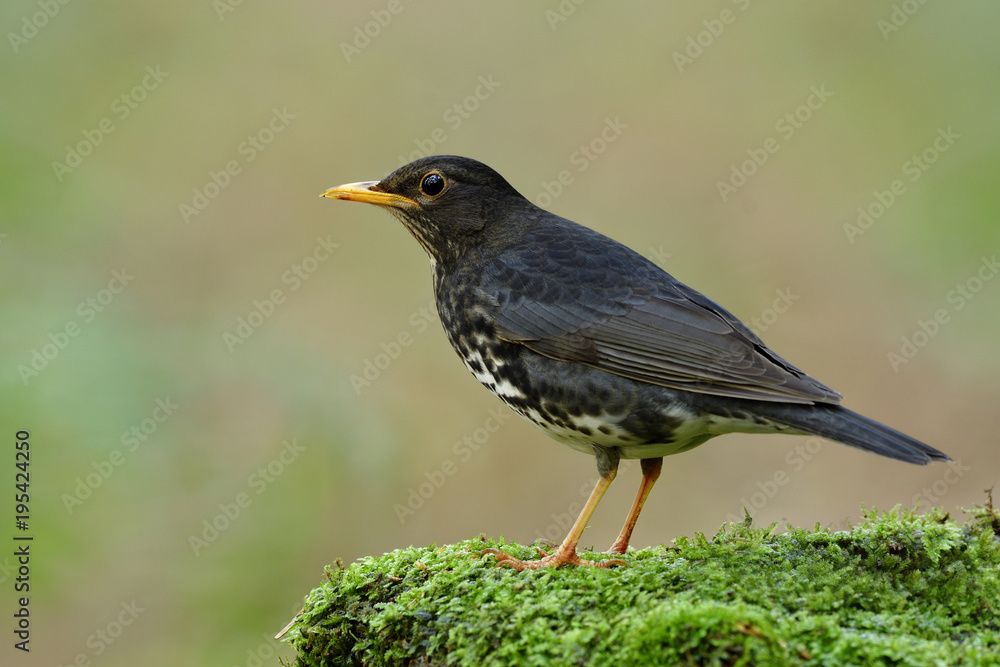 Fascinated black bird with white belly and yellow beaks perching on green mossy spot in nature showing its side feathers profile, Japanese thrush (Turdus cardis) Fascinated black bird with white belly and yellow beaks perching on green mossy spot in nature showing its side feathers profile, Japanese thrush (Turdus cardis)