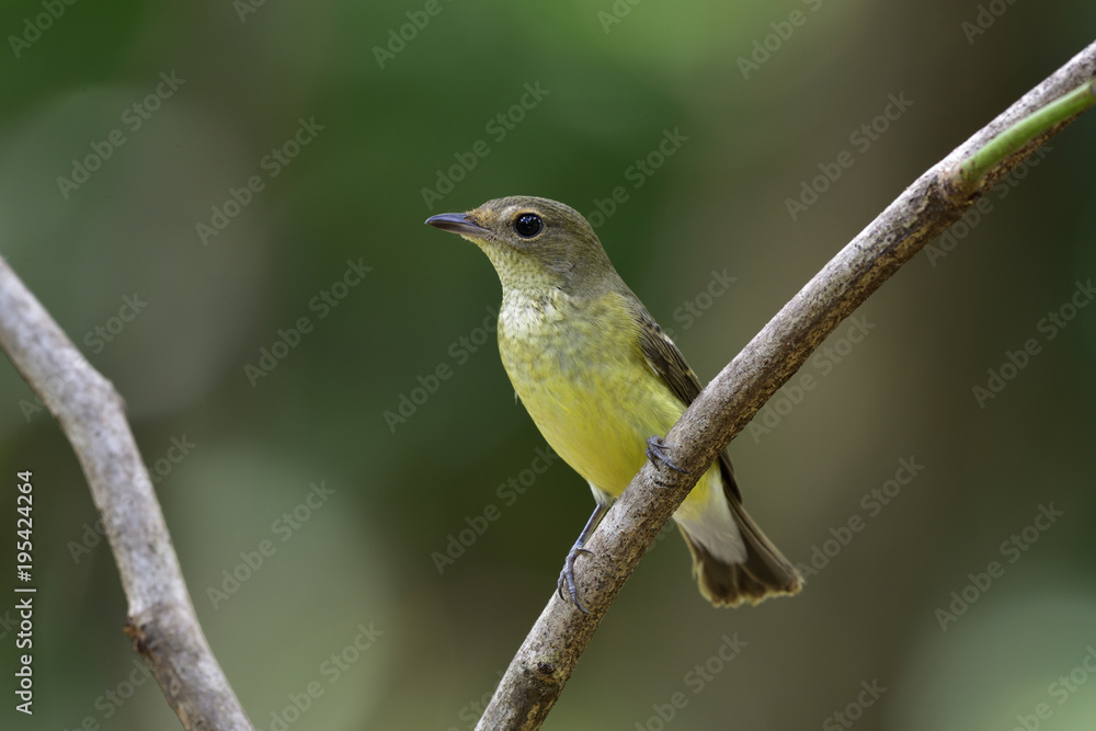 Female of Yellow-rumped Flycatcher ( Ficedula zanthopygia) Beautiful pale yellow to green bird perching on curve wooden stick showing its fine chest feathers profile