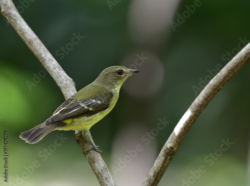 Female of Yellow-rumped Flycatcher ( Ficedula zanthopygia) Beautiful pale yellow to green bird perching on curve wooden stick photo