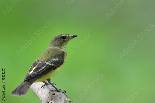 Female of Yellow-rumped Flycatcher ( Ficedula zanthopygia) Beautiful pale yellow to green bird wonder perching on wooden pole showing its fine back feathers profile