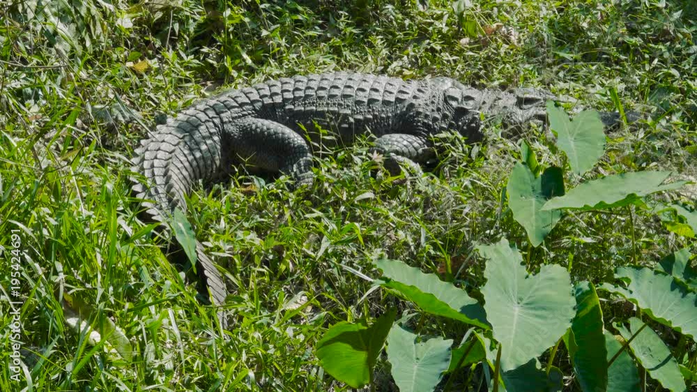Asian crocodile in river bank at Khao Yai National Park. Thailand. Footage made at day.