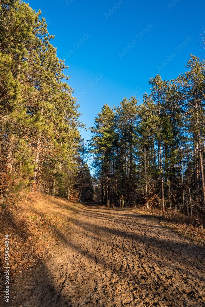 Naklejka premium Forest path