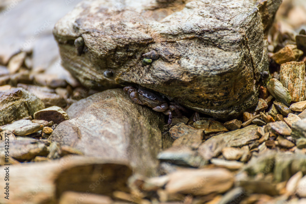 Crab hiding under a rock Crab hiding under a rock