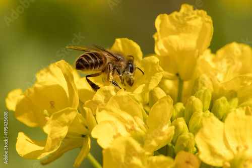 Bees and Rape Blossoms