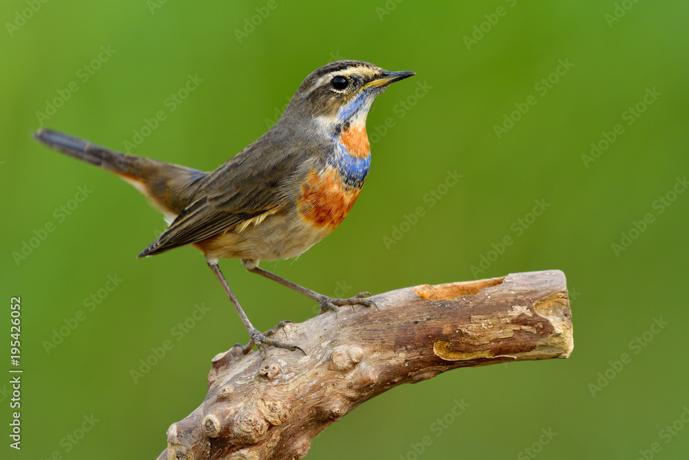 Brown bird with blue and orange marks on its neck perching on wooden branch with tail wagging over green blur background environment, Bluethroat (Luscinia svecica)
