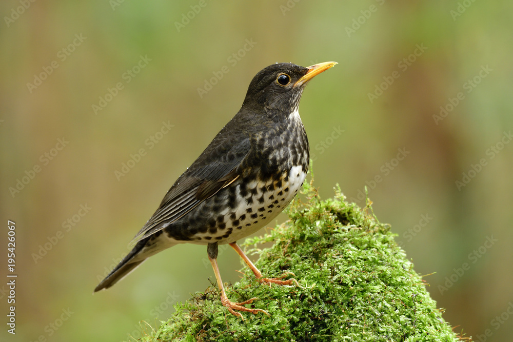 Fototapeta premium Exotic black bird with white belly yellow beaks and legs perching green mossy top in nature showing its side feathers view, Juvenile of Japanese thrush (Turdus cardis)