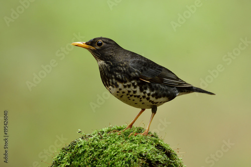 Amazed black stripe bird with white belly yellow beaks and legs perching green mossy top in nature showing its side feathers view, Juvenile of Japanese thrush (Turdus cardis)