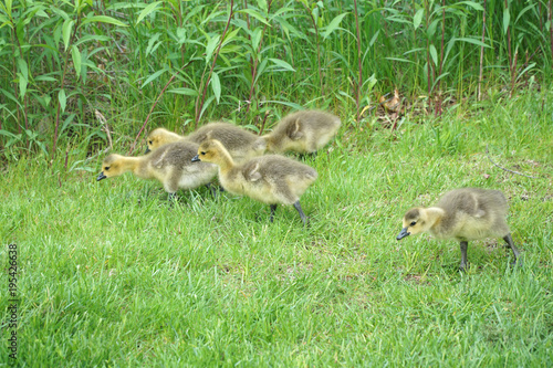 Canada goose goslings walking on the green meadow