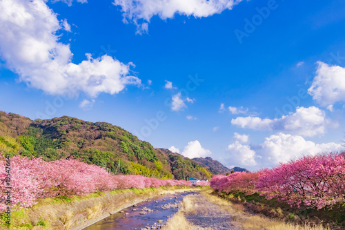美しい河津桜のある風景 © あんみつ姫