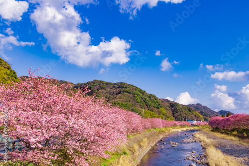 美しい河津桜のある風景