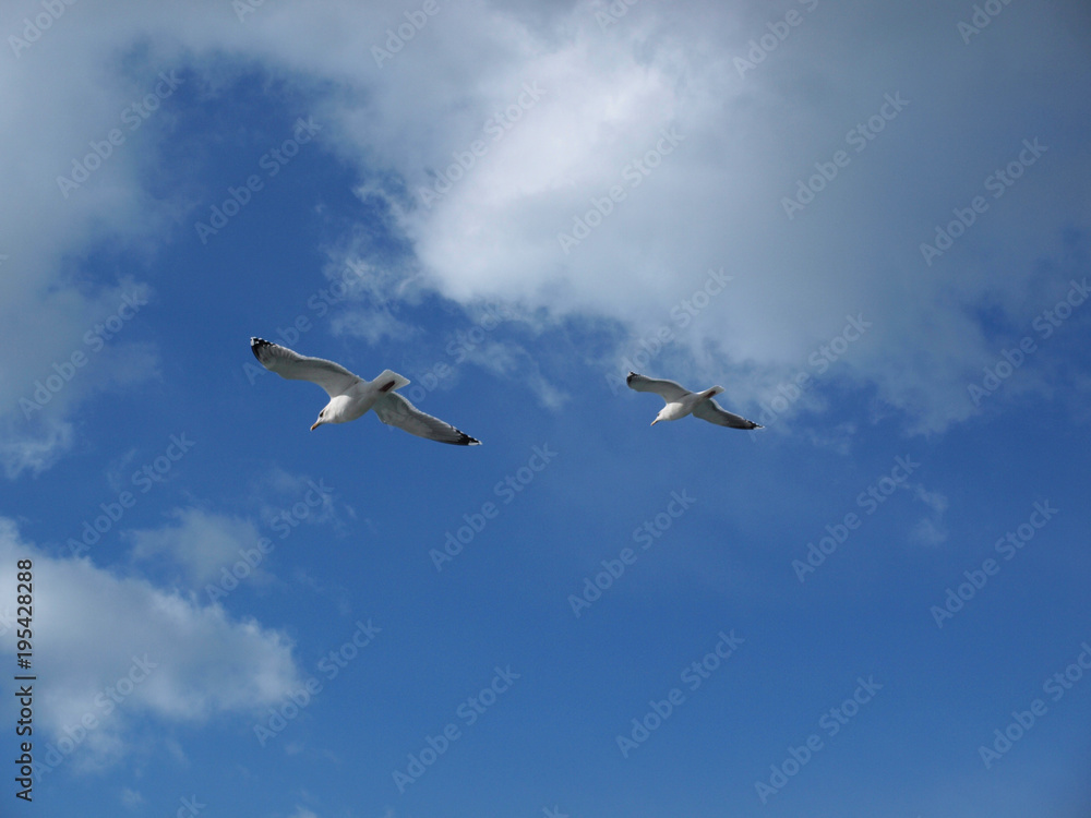 Flying seagulls Flying seagulls