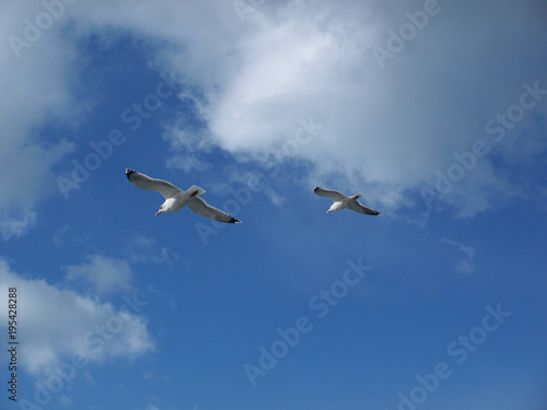 Flying seagulls © takeshi i