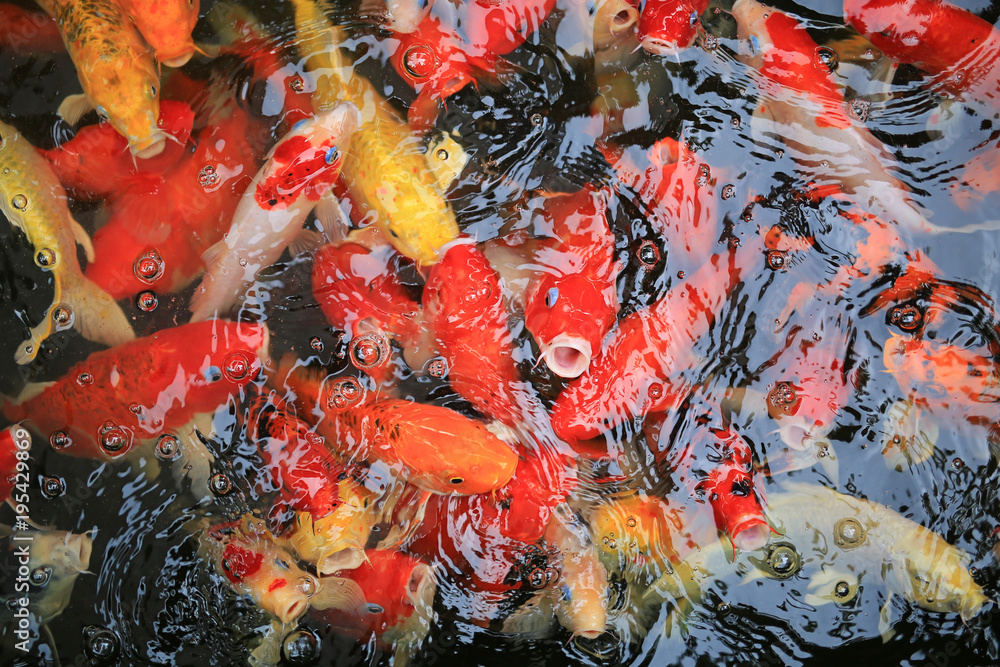colorful koi fish in the pond swimming gracefully.