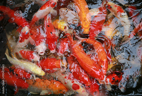 Koi carps crowding together competing for food.