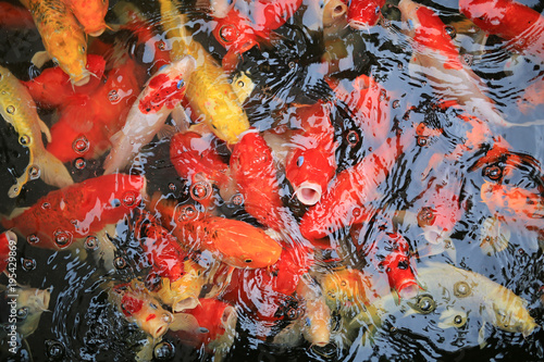 colorful koi fish in the pond swimming gracefully.