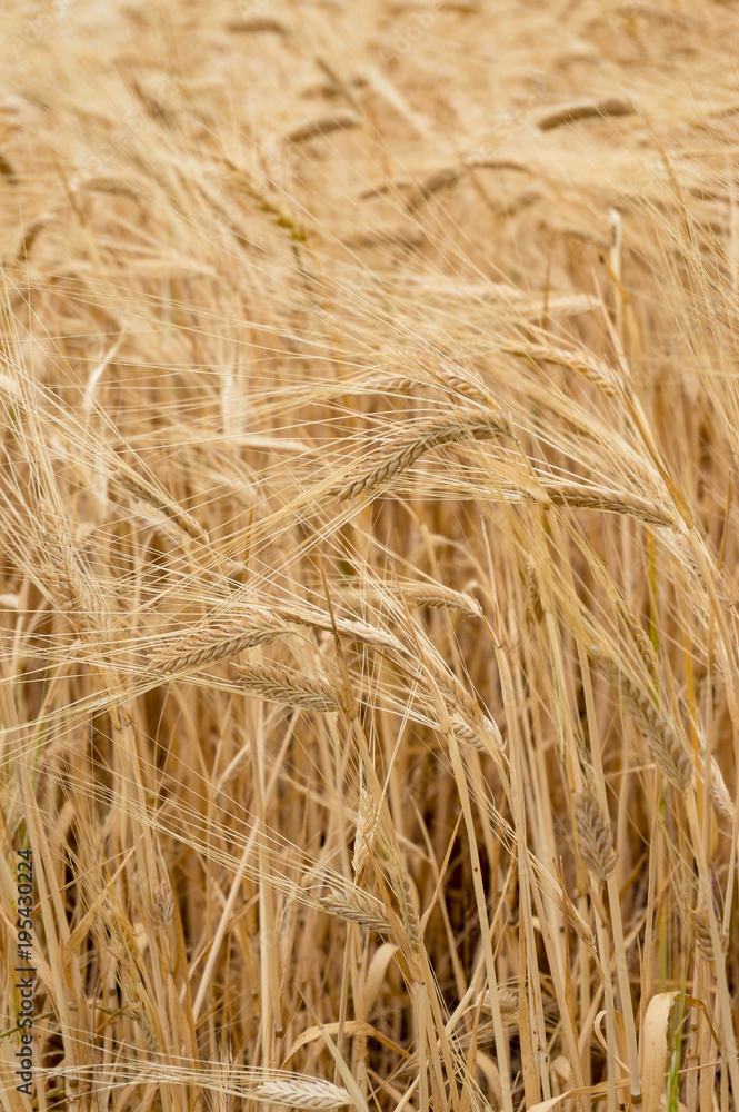 Agriculture nature background of wheat grain plant Agriculture nature background of wheat grain plant