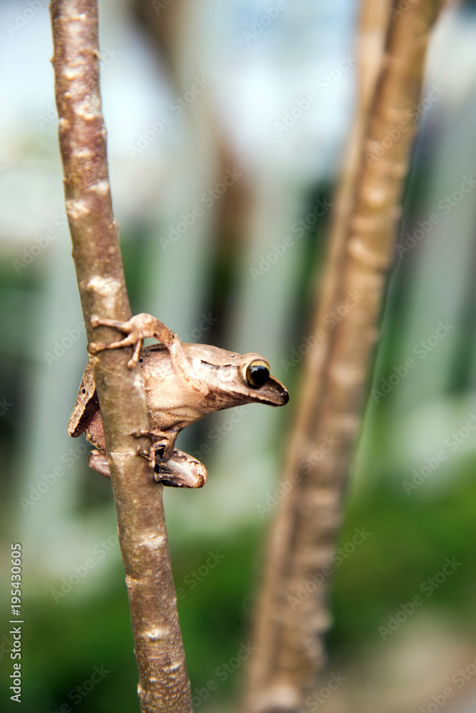 Fototapeta premium Litoria ewingii