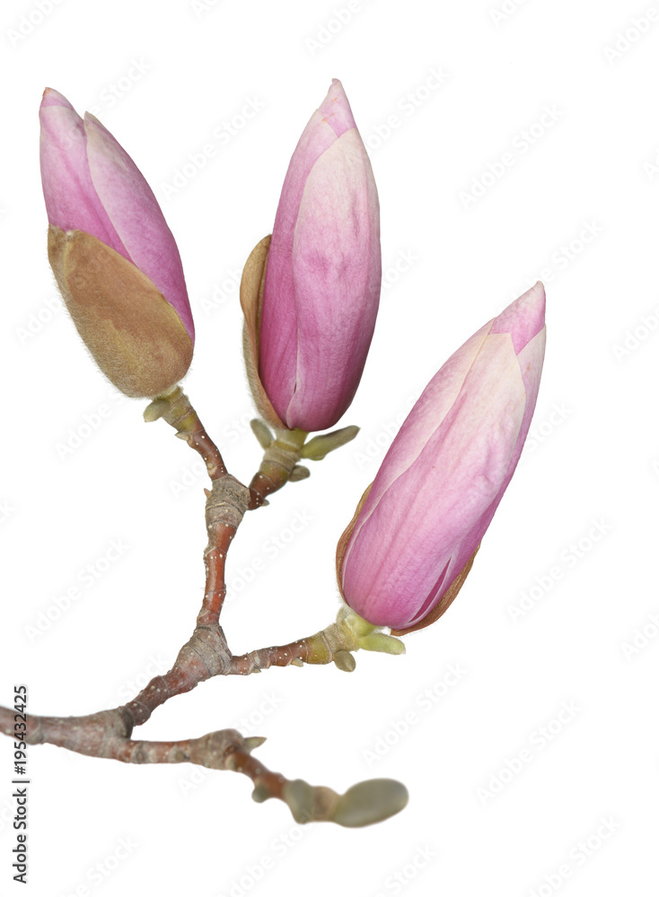 Fototapeta premium magnolia