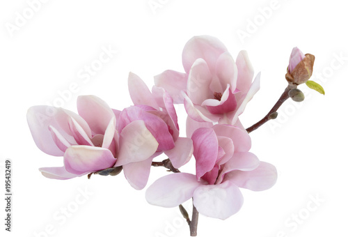 Fototapeta Naklejka Na Ścianę i Meble -  magnolia flower