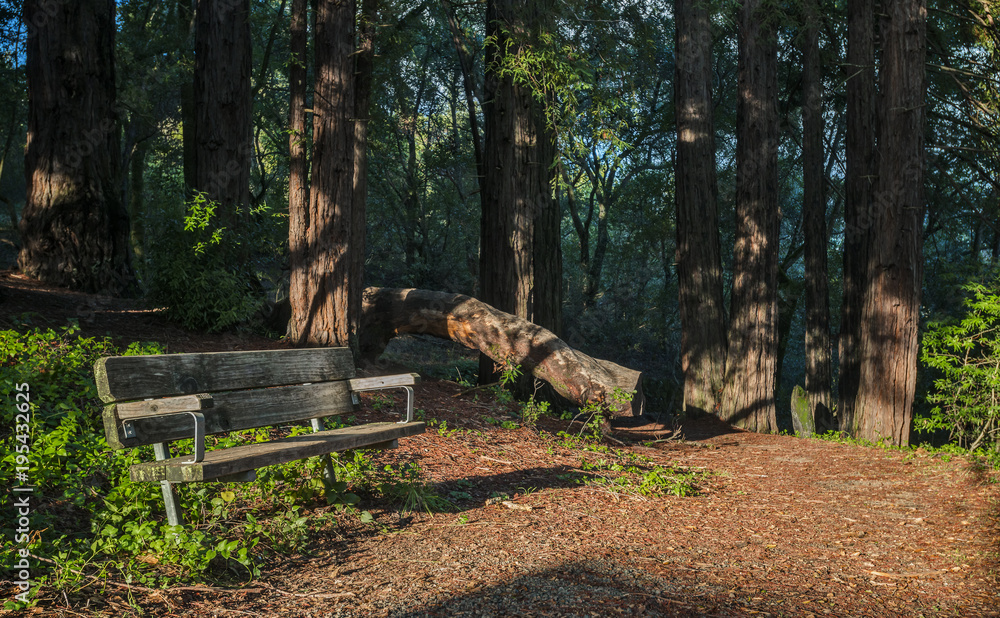 A Park Bench is Shaded by Surrounding Redwood Trees and other Conifers in Jack London State Park, California A Park Bench is Shaded by Surrounding Redwood Trees and other Conifers in Jack London State Park, California