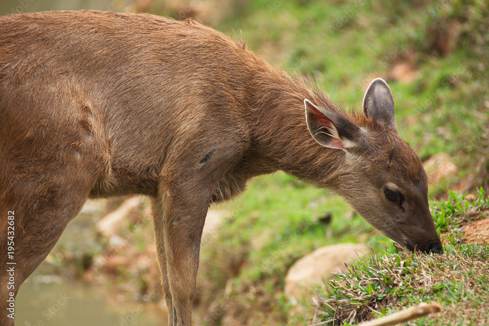 Fototapeta premium Deer