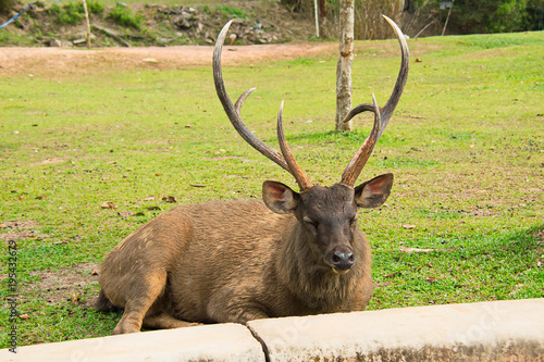 Deer with horn