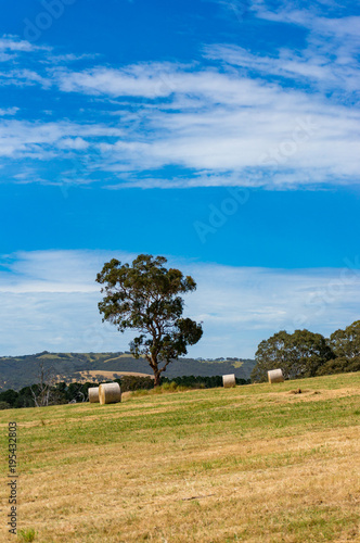 Spectacular rural landscape of field with sraw bales and eucalyptus tree