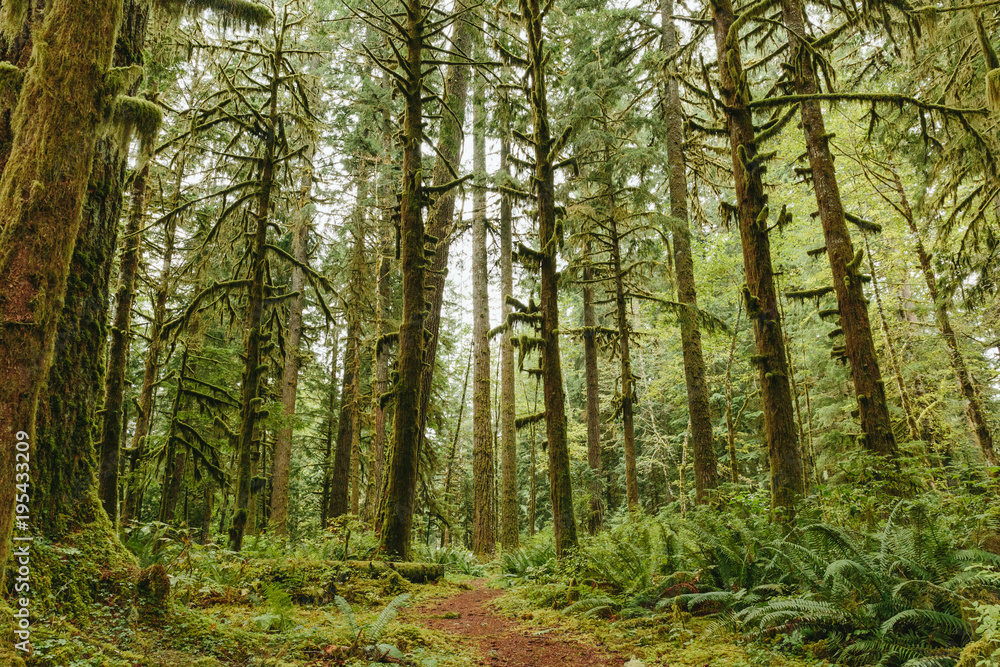 Mossy Rainforest