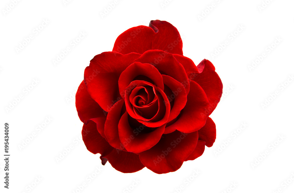 Obraz premium czerwona róża na białym tle