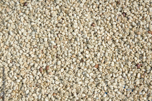 Dried raw coffee grains