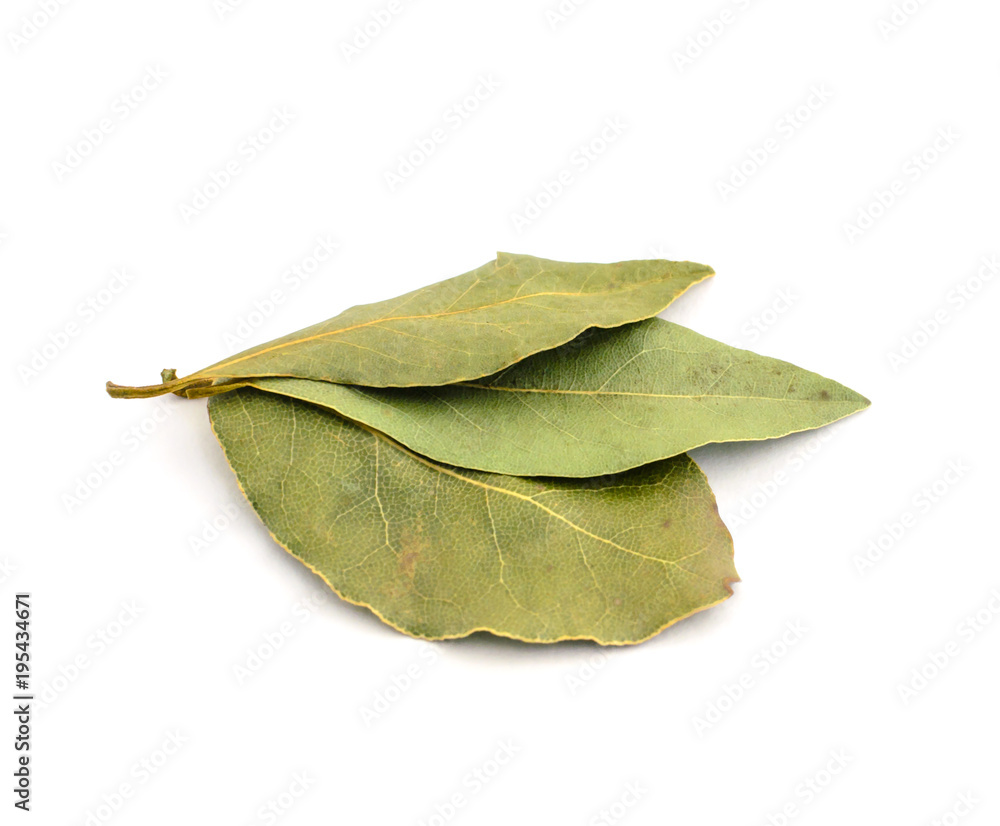 Branch of laurel leaves on white background Branch of laurel leaves on white background
