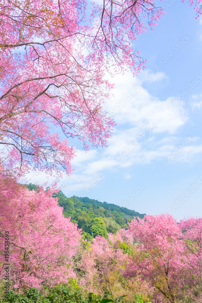 Beautiful cherry blossom flower with full bloom in Chiang Mai Thailand Beautiful cherry blossom flower with full bloom in Chiang Mai Thailand