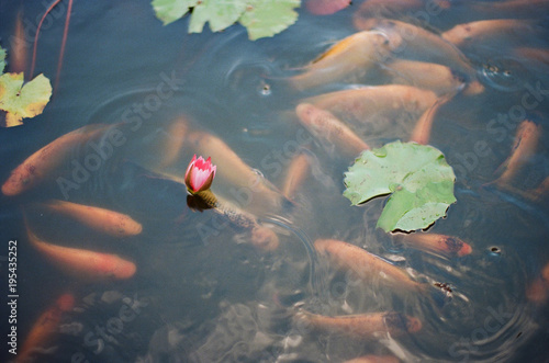 Koi Fish in Pink Lily Pond in Resort Tahiti Film Photo