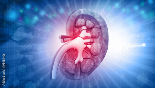 Human kidney anatomy on abstract background. 3d illustration. photo