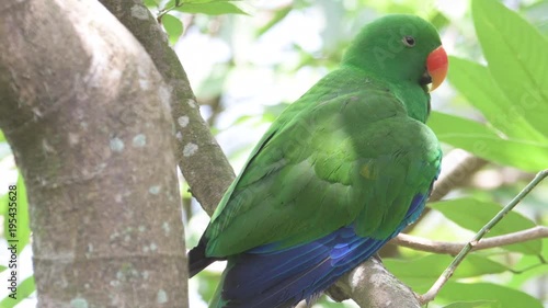 Colourful parrot sitting in tree branch and looking around, Singapore