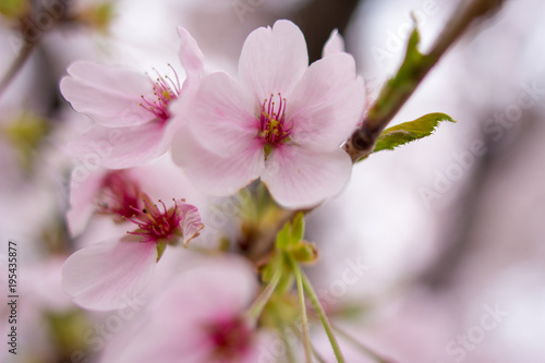 桜 © pixelbird