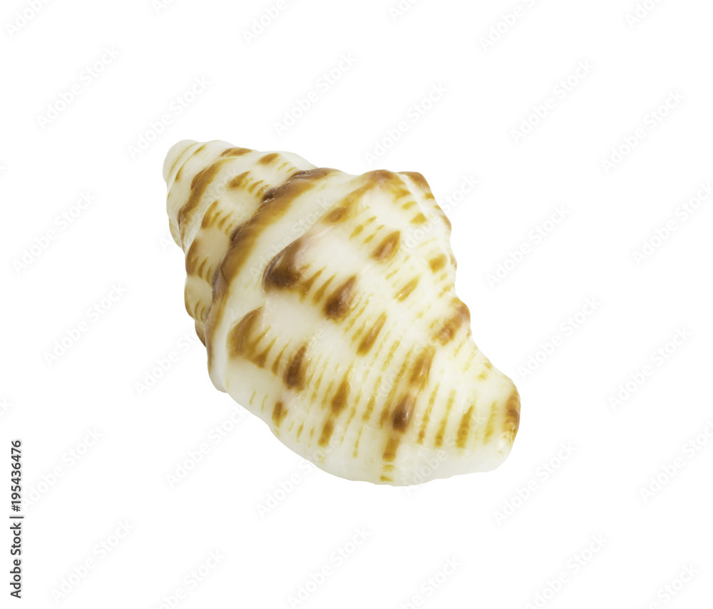 Conch shall isolated on white Conch shall isolated on white