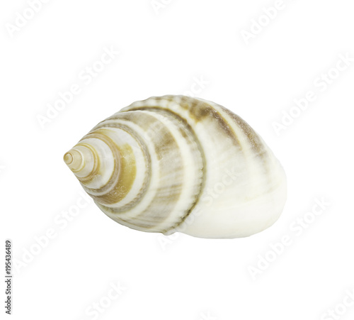 Conch shall isolated on white