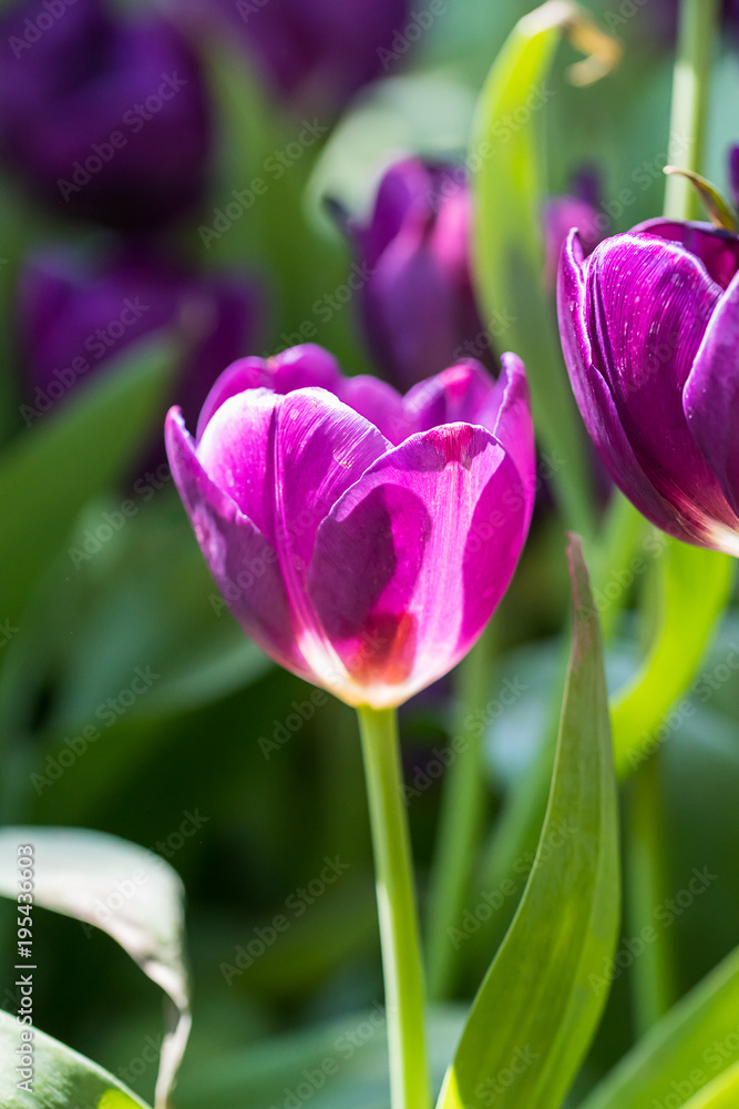 Purple tulips in the garden Purple tulips in the garden