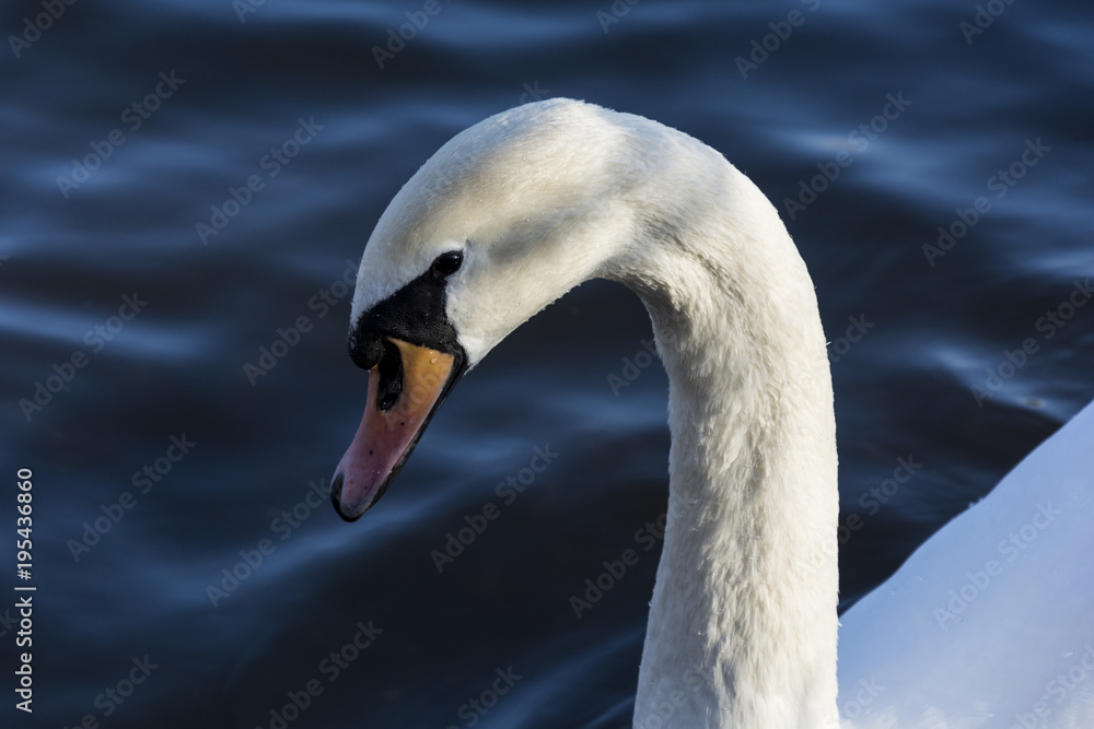 White swan on a blue water. Beautiful white swan. White swan on a blue water. Beautiful white swan.