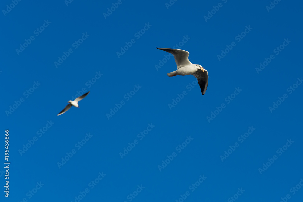 Flying seagull with open mouth. White seagull fly in the blue sky. Flying seagull with open mouth. White seagull fly in the blue sky.