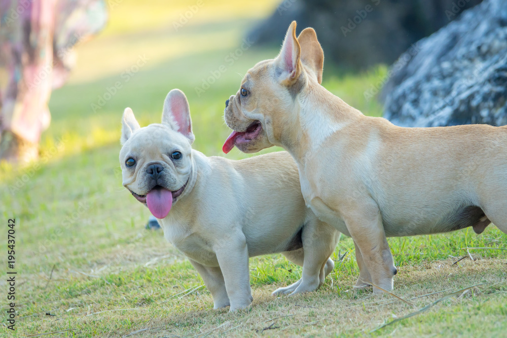 Cute French bulldog puppy in green yard Cute French bulldog puppy in green yard