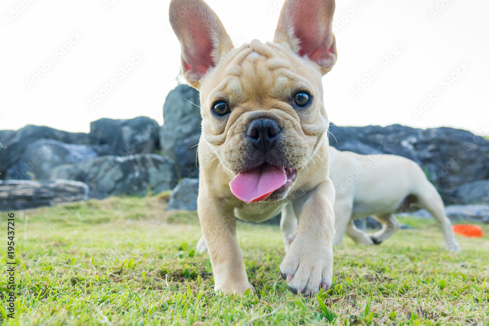 Cute French bulldog puppy in green yard Cute French bulldog puppy in green yard